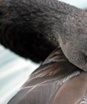 Черный лебедь: все об австралийском «аборигене